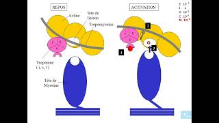 5  Physiologie cardio vasculaire partie 5 [upl. by Fortunio97]