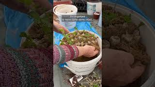 How to Store Parsley Roots for Fresh Leaves All Winter [upl. by Runstadler]