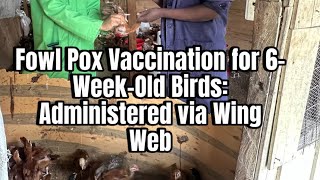 Fowl Pox Vaccination for 6WeekOld Birds Administered via Wing Web [upl. by Hardy]