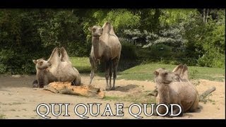 Qui quae quod [upl. by Odelia]