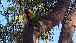 Australian Rainbow Lorikeets Campbelltown [upl. by Hsiekal407]