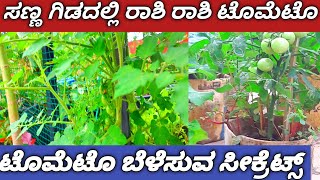 How to Grow Tomato Plantsಟಮೊಟೊದಲ್ಲಿ ಜಾಸ್ತಿ ಹೂವು ಬರಲು ಹೀಗೆ ಮಾಡಿ gardening gardentips [upl. by Schreiber223]