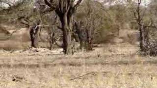 Kudu Hunt in Namibia Africa [upl. by Knuth201]