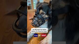 Muzzles for dogs are not the safest option [upl. by Aohsoj]