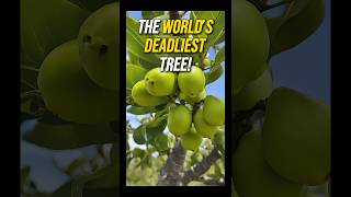 World’s Most Dangerous Tree The Lethal Tree You Should Avoid [upl. by Munroe501]