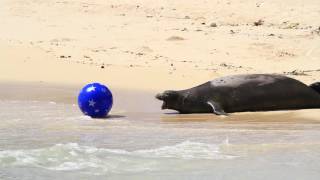 Hawaiian Monk Seals  Rocky defends her pup [upl. by Nwavahs]