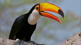 toco toucan sound call [upl. by Eronel480]