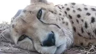 Cute Cheetah Purring and Cuddling  A Cute Big Cat Videos [upl. by Madelaine]