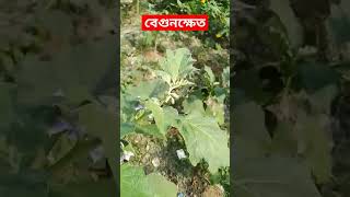 নানা গুণে গুণান্নিত বেগুনক্ষেত eggplant garden Nature vegetables calmdown videoshort [upl. by Aizat307]