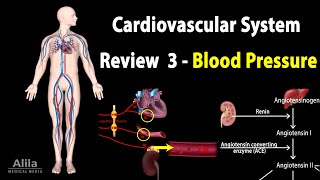 CARDIOVASCULAR REVIEW 3 CONTROL of BLOOD PRESSURE ALL MECHANISMS Animation [upl. by Adeline756]