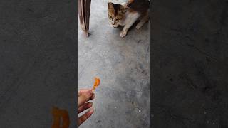 Cat cat catspaw catlover cute cute instagram meows meowslovers meowmoew catvideos kitten [upl. by Ahsiugal]