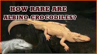 The Truth About The Albino Crocodile That Made The Hermes Birkin Himalayan Bag  1080p Full HD [upl. by Einned258]