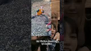 ANIRDIM VXRHFHFHXGFHFJF blackpink dance kpop gidletomboy eating itzy [upl. by Clercq32]