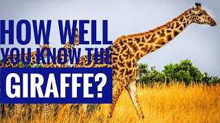 Giraffe  Description Characteristics and Facts [upl. by Goerke]