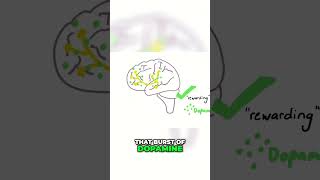 Unlocking the Brain How Dopamine Shapes Behavior [upl. by Stephie]