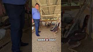 Visita do Sr Gilmar Barbosa índiogigante ovosferteis aves galinha galo ovos sitio [upl. by Atteyram]