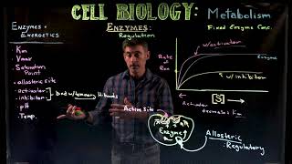 Enzyme Kinetics 2 Inhibitors and Activators [upl. by Nohsad]