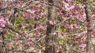 San Diegos 2024 Cherry Blossom Festival is in full bloom at the Japanese Friendship Garden [upl. by Hubsher711]