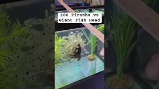 400 piranha Vs Fish Head 😳 [upl. by Newmark615]