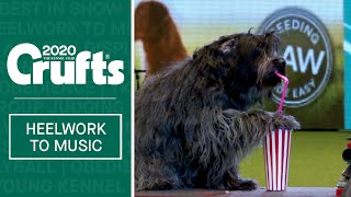 Dog drinks through a straw Amazing Heelwork to Music routine at Crufts 2020 [upl. by Honan981]