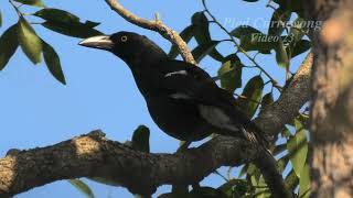 Pied Currawong 23 [upl. by Clova]