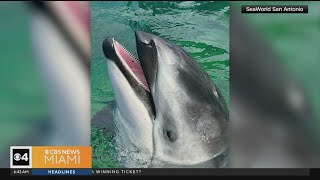 Miami Seaquarium Lolitas companion dolphin has a new home [upl. by Dylan279]