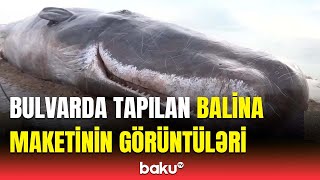 Xəzərin Bakı sahillərində tapılan hər kəsi təəccübləndirdi [upl. by Attenborough]