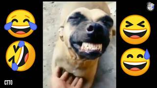 Memes 2020 of Dog Laugh  Hihihi [upl. by Aleac]