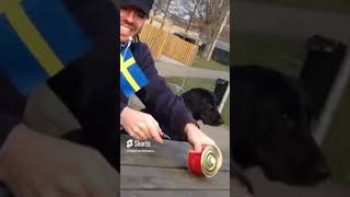 Dogs react to Swedish Stinky Fish  Surströmming  quotGetting Crazyquot [upl. by Aneema]