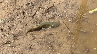 California Tiger Salamander 2017 [upl. by Ogram]