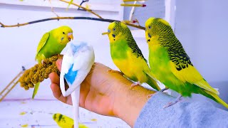 Budgie Sounds for Lonely birds to make them happy [upl. by Newkirk]