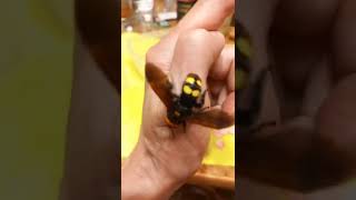 I Was Stung By Mammoth Wasp Megascolia maculata Be Careful Kyiv Ukraine 08VI2022 [upl. by Assenab]