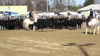 Rinderarbeit Cheval Passion Avignon 2012 Camarguepferde [upl. by Yeffej889]