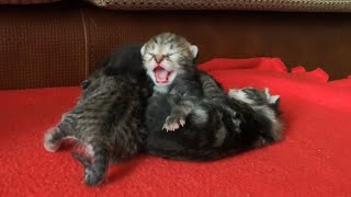 Worlds Smallest Hissing Cats [upl. by Oberheim798]