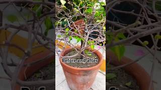 bougainvillea plant careyoutubeshorts flowers houseplantshopping [upl. by Tania]