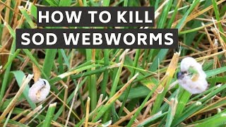 How to Identify and Kill Sod Webworms [upl. by Wycoff]