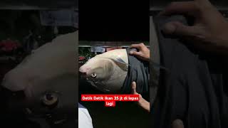 PELEPASAN IKAN J4CKPOT music song love lyrics motivasi katabijakmotivasihidup fishing [upl. by Auahsoj]