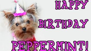 Peppermints Birthday She is One [upl. by Kent]