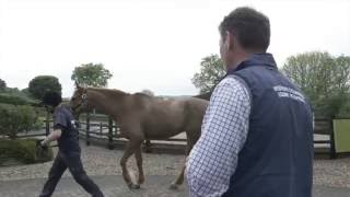 Spotting Lameness with Petplan Equine [upl. by Berke853]