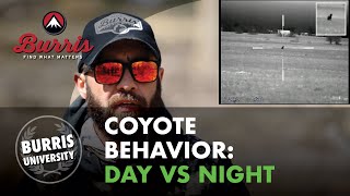 Coyotes Behavior Differences Between Day and Night [upl. by Lane]