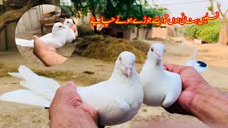 Nasil Banany Wale Jore Aise Hote Han  Afzaal Pigeons [upl. by Aisanat]