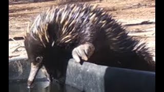 Echidnas  egglaying mammals [upl. by Sacrod]