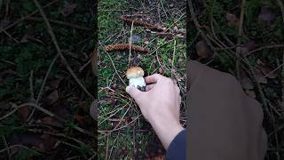 Boletus edulis🍄 porcinimushrooms pilze fungi porcini foraging mushroom short shorts grzyby [upl. by Stent]