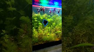 Angelfish Planted Tank [upl. by Rasure633]