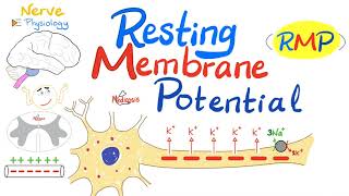 Resting Membrane Potential RMP  Nerve Physiology [upl. by Ahsotal]