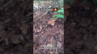 Mushrooms🍄🍄‍🟫pilze boletus funghi mushrooms porcini gribi grzyby shorts грибочки білігриби [upl. by Irena]