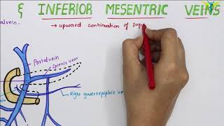 Superior and Inferior Mesenteric Veins  Venous Drainage of small intestine [upl. by Arundell441]