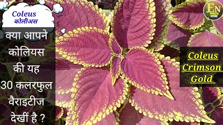 Coleus Crimson Gold  क्या आपने कोलियस की यह 30 कलरफुल वैराइटीज देखी है [upl. by Queri]