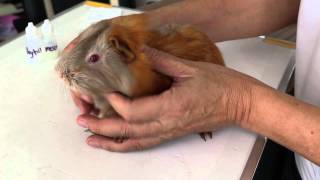 How to take care of a guinea pig after neutering [upl. by Chrissa60]