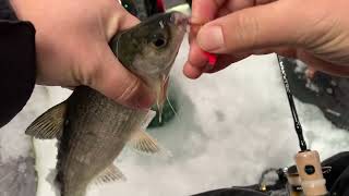 Tullibee ice fishing in Minnesota [upl. by Darrin]